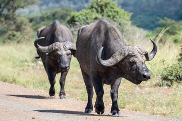 Obraz premium Two large water buffalo are leisurely walking down a road, Nairobi Park, Kenya