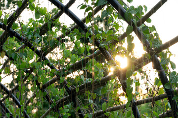 A structure with green vines growing inside the garden. Sunlight shining under the evening sky