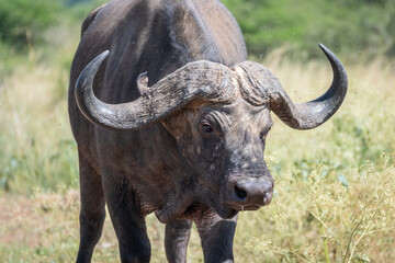 African buffalo, Syncerus caffer, Nairobi Park, Kenya