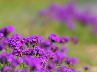 色鮮やかな花の写真。背景素材