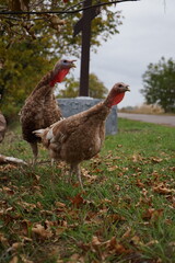 two turkeys on a green grass background