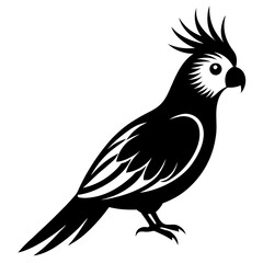 black and white cockatiel bird