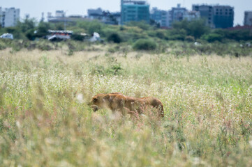 A lioness is standing in the grass, Nairobi Park, Kenya