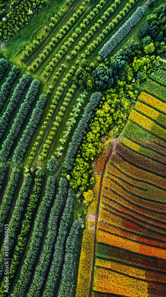 Poster bird's-eye view of a vibrant tulip field and lush farmland forming unique patterns