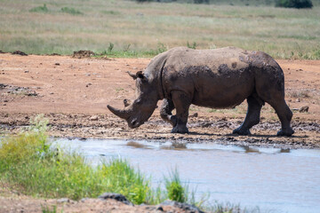 Obraz premium A large, muddy rhinoceros stands proudly in a field, Nairobi Park, Kenya