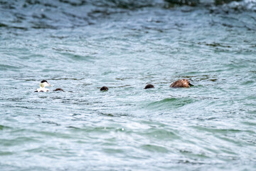 Common Eiders family training their ducklings on the Atlantic Ocean