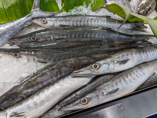 Fresh barracuda, displayed on ice, showcase long, slender silver bodies and sharp, prominent teeth....