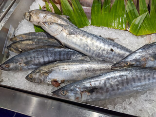Fresh barracuda, displayed on ice, showcase long, slender silver bodies and sharp, prominent teeth.  The ice ensures their freshness.
