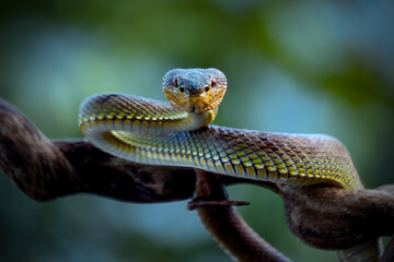 Manggrove Pit Viper snake closeup face, animal closeup