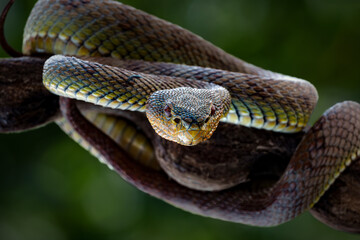 Manggrove Pit Viper snake closeup face, animal closeup