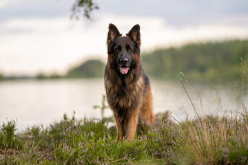 Fototapete bei efototapeten.de bestellen   