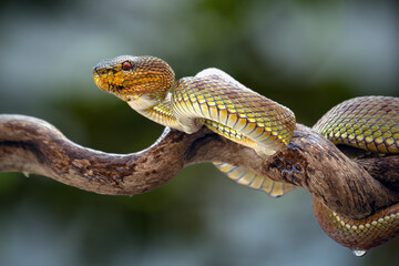 Manggrove Pit Viper snake closeup face, animal closeup