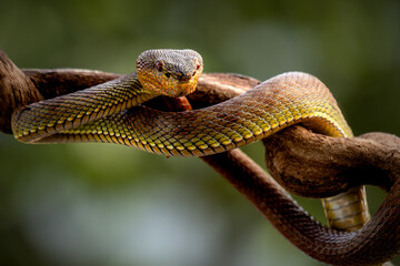 Manggrove Pit Viper snake closeup face, animal closeup