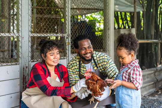 The family is raising chickens in the coop. chicken and with girl and family in countryside for holiday