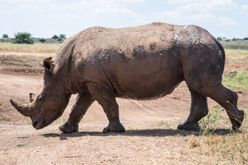 Obraz premium A large, muddy rhinoceros stands proudly in a field, Nairobi Park, Kenya