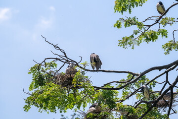 This captivating image offers a glimpse into the bustling life of a heronry, a nesting colony of herons.  