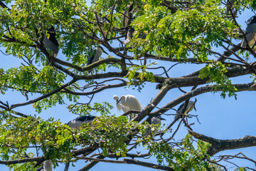 Fototapeta premium This captivating image offers a glimpse into the bustling life of a heronry, a nesting colony of herons. 
