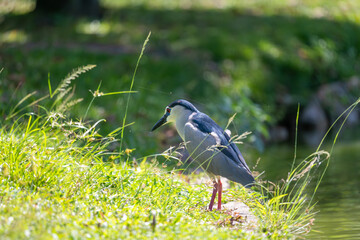 This series of captivating photographs showcases the Black-crowned Night Heron (Nycticorax nycticorax), a striking wading bird known for its nocturnal habits and distinctive appearance.