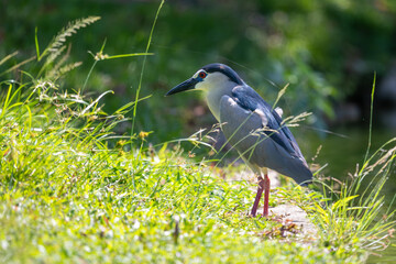 This series of captivating photographs showcases the Black-crowned Night Heron (Nycticorax nycticorax), a striking wading bird known for its nocturnal habits and distinctive appearance.
