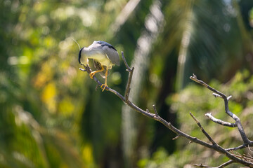 This captivating image offers a glimpse into the bustling life of a heronry, a nesting colony of herons.  