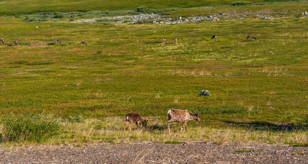 Reindeer Grazing near the Fishing Village of Berlevag, Finnmark, Norway