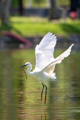 This captivating image captures the elegance and grace of a Little Egret (Egretta garzetta) in flight and during rest. With its pristine white plumage, slender black beak, and long black legs.