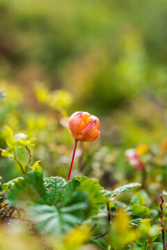 Cloudberry growing in mountains in Norway near Berlevag