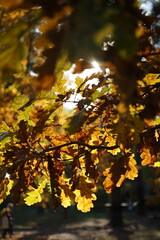 oak yellow leaf in autumn