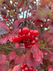 Red berries on a tree