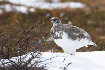 Rock ptarmigan standing on fresh snow next to a Birch shrub on an autumn day in Urho Kekkonen National Park, Northern Finland