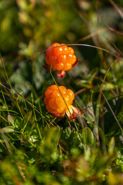 Cloudberry growing in mountains in Norway near Berlevag