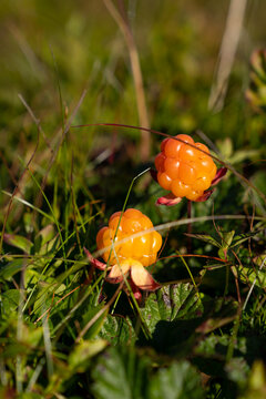 Cloudberry growing in mountains in Norway near Berlevag