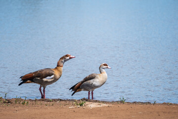 Two ducks are currently standing alongside the shore of a tranquil lake