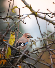 Eurasian jay on branch