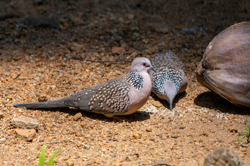 Spotted dove