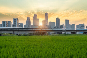 Fototapeta premium The sunset high-speed train travels on a bridge over a wheat field, with the city skyline in the background