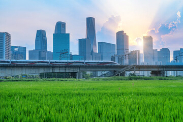 Obraz premium The sunset high-speed train travels on a bridge over a wheat field, with the city skyline in the background