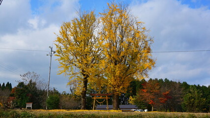 神社のイチョウ