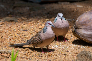 Spotted dove