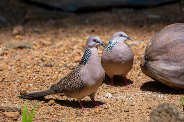 Spotted dove