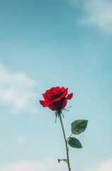 Vibrant red rose against a serene sky