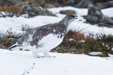 Male Rock ptarmigan standing on fresh snow and calling in the mountains of Urho Kekkonen National Park, Northern Finland