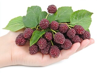 Freshly harvested mulberries in a hand, showcasing nature\'s bounty during the late summer season