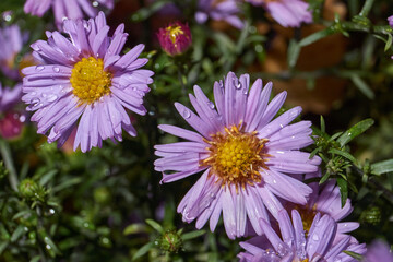 The aster perennial in the morning after the first frost in the garden. Astra (lat. Aster) is a...