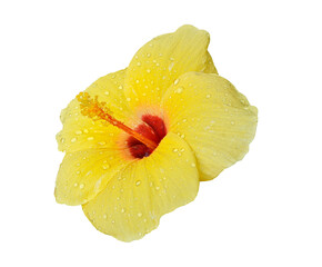 close up with hibiscus flowers Yellow hibiscus flowers after blooming There are water drops on the flower. on transparent.