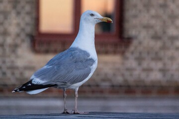 Close-up of of seagull