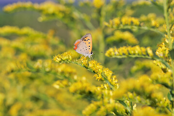 セイタカアワダチソウ,ベニシジミ