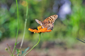 Fototapeta premium コスモスとツマグロヒョウモン