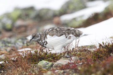 Rock ptarmigan walking and looking for food on cold autumn day with fresh snow in the mountains of Urho Kekkonen National Park, Northern Finland	