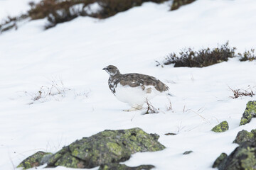 Rock ptarmigan walking and looking for food on cold autumn day with fresh snow in the mountains of Urho Kekkonen National Park, Northern Finland	